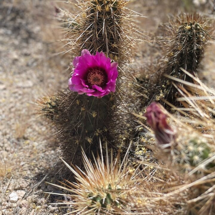 Picture of a cactus during a hike in Arizona.