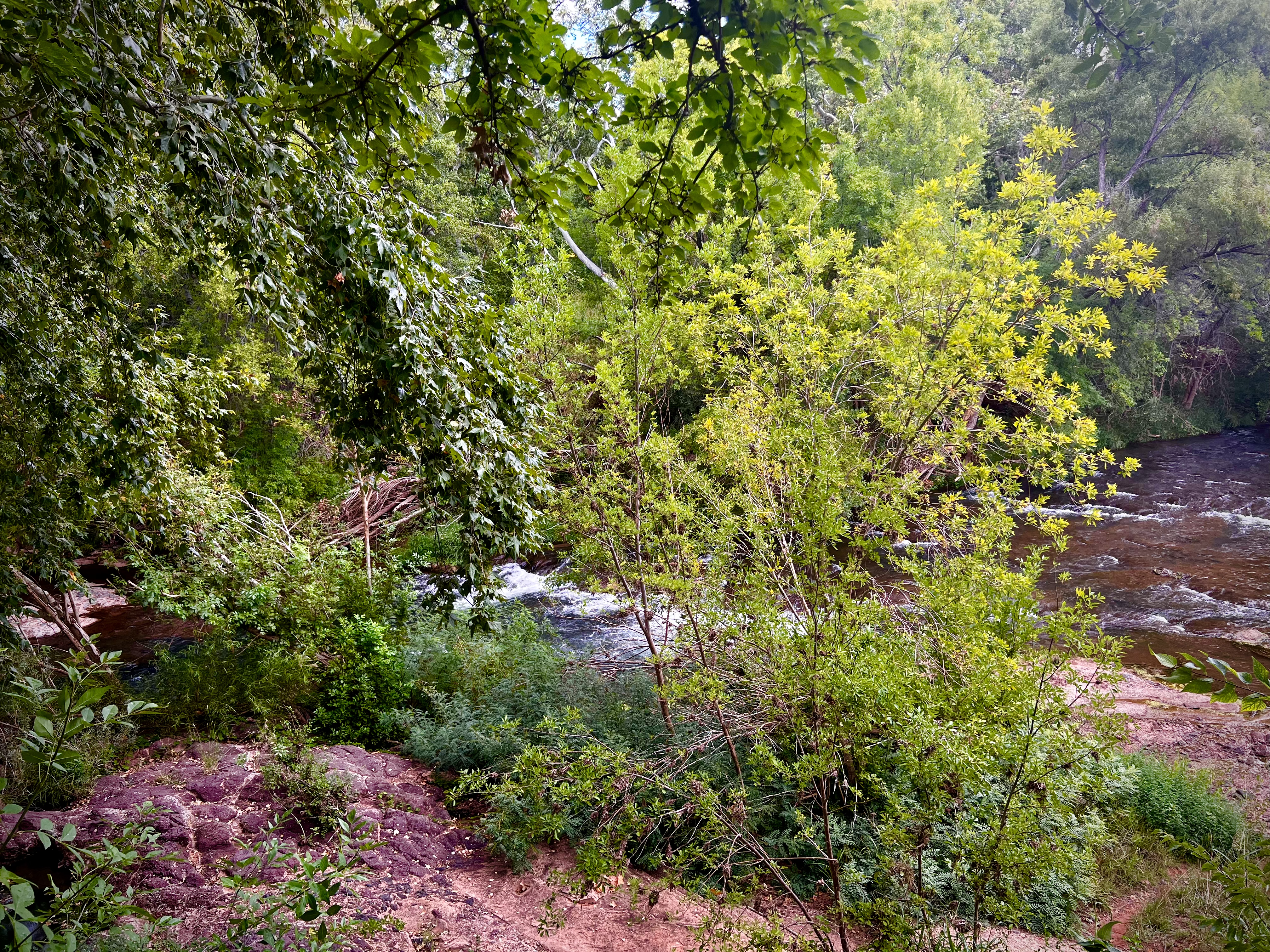 Another view from back deck at Page Springs Cellars.