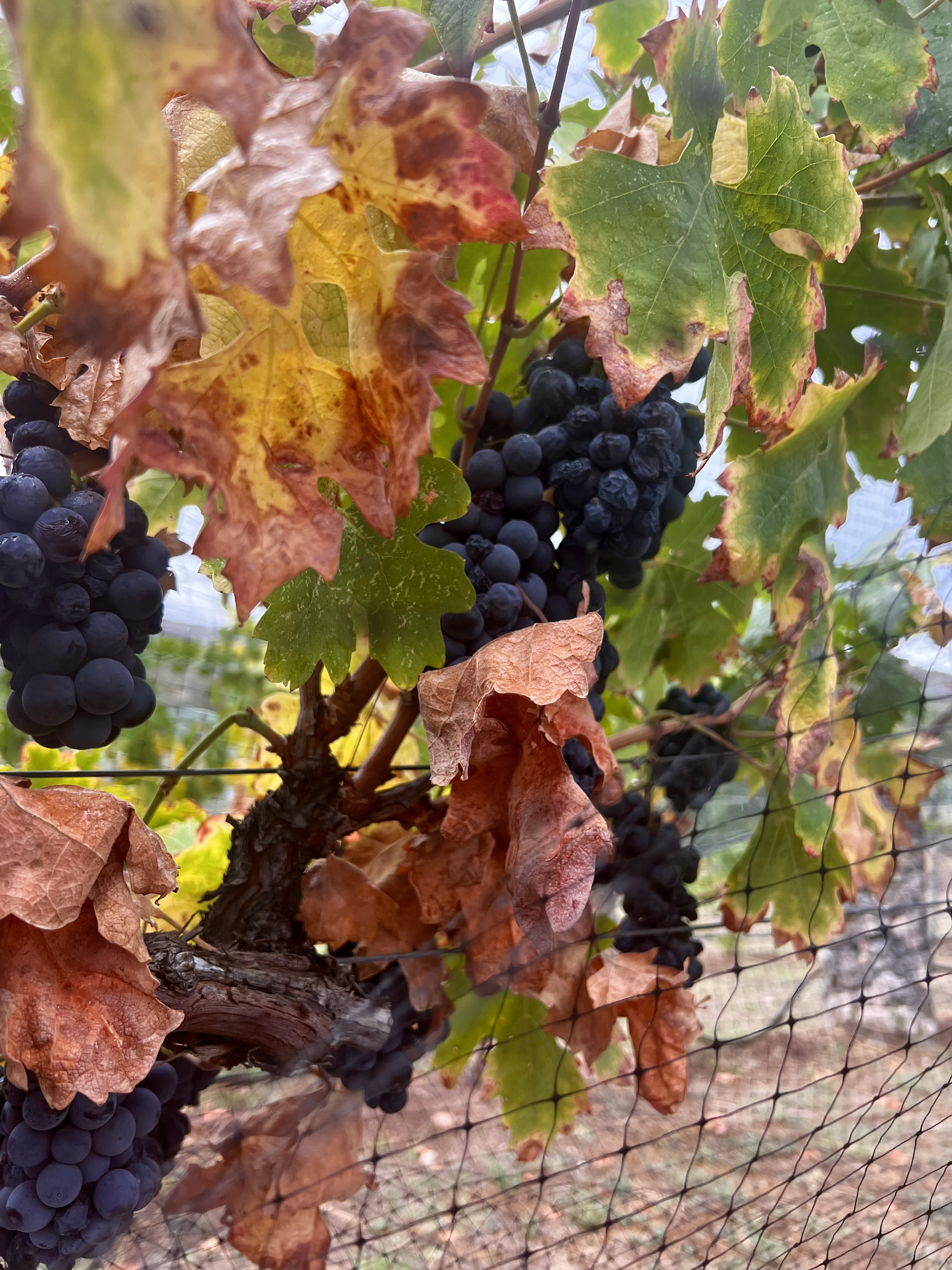 Grapes at Oak Creek Vineyards & Winery.