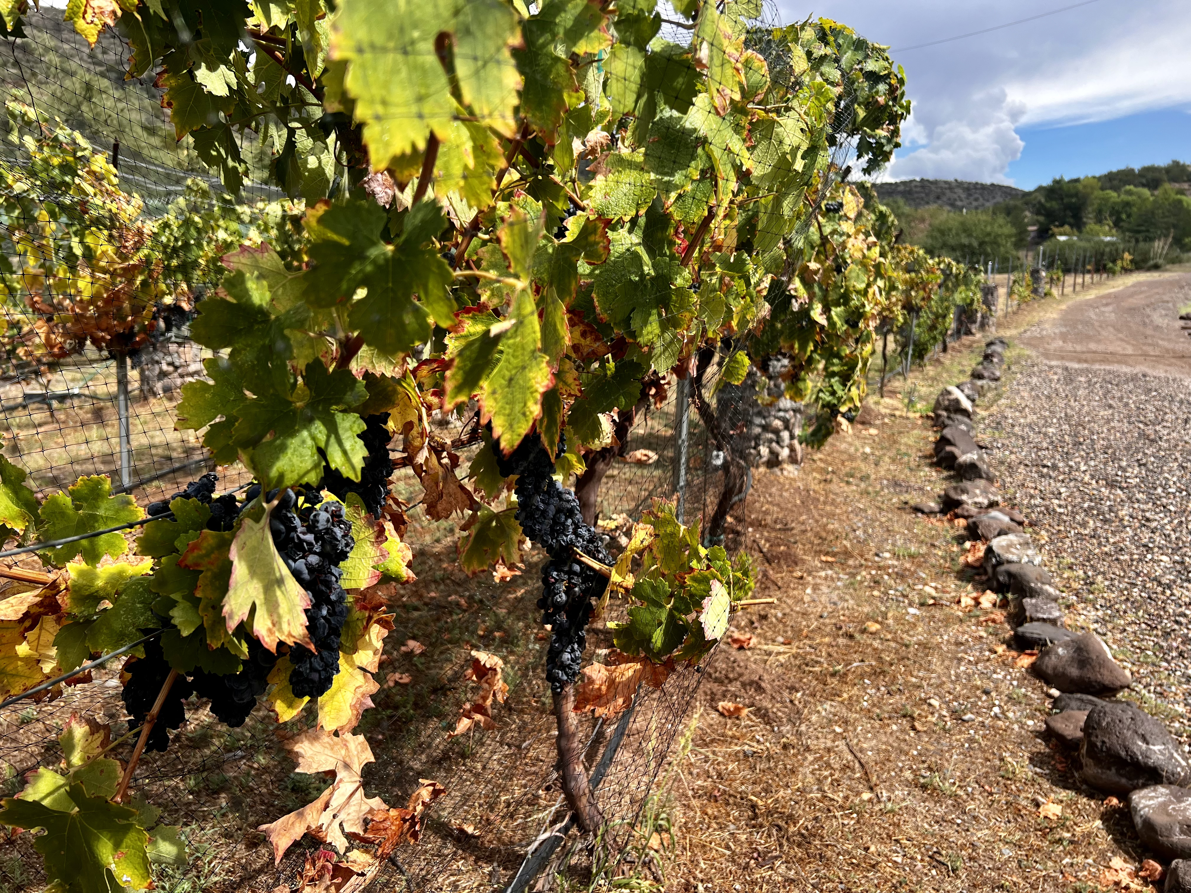 Grapes at Oak Creek Vineyards & Winery.