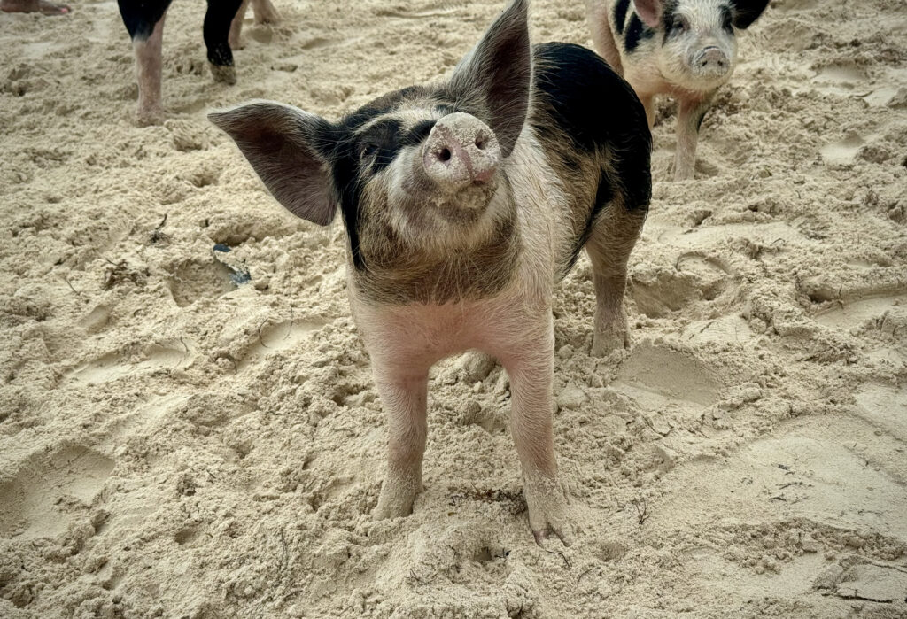 Pig Island